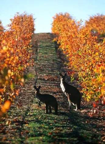 Кенгуру в виноградниках в Австралии