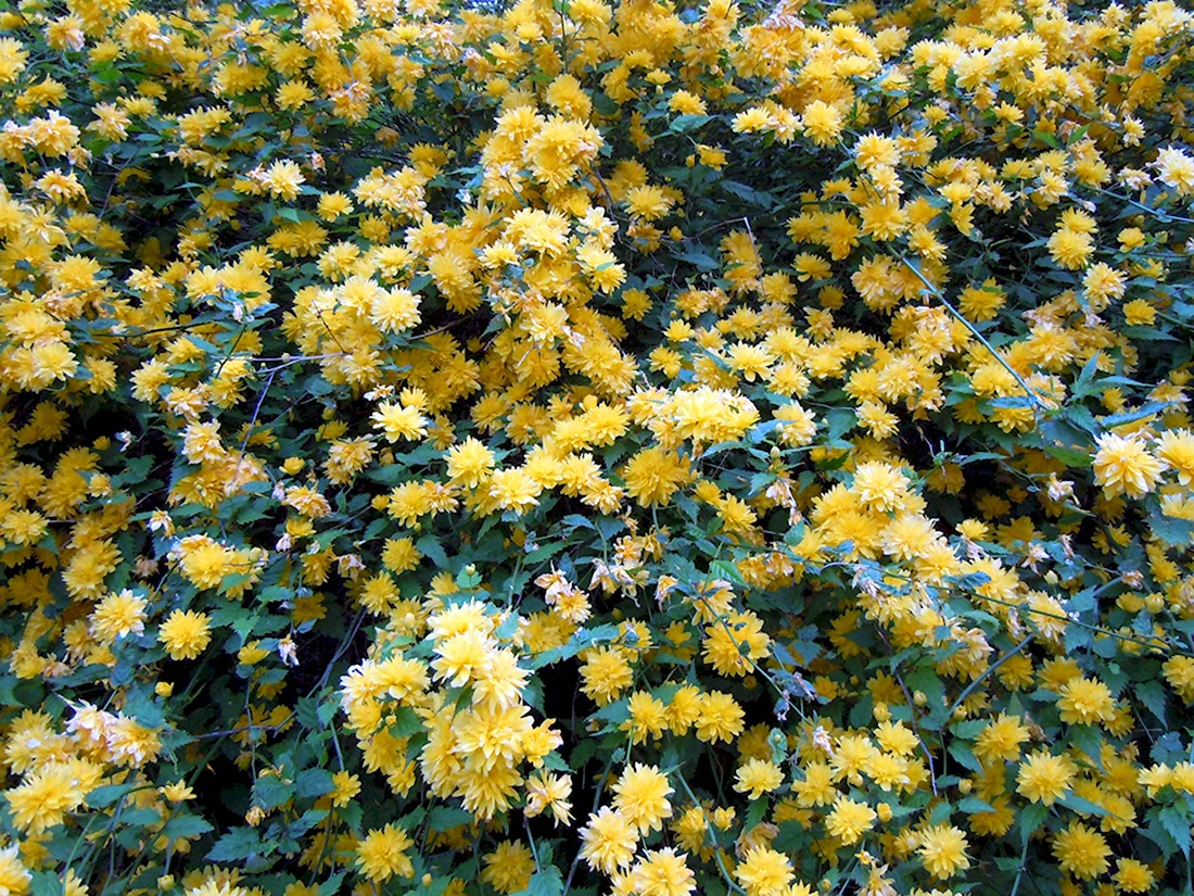 Керрия японская кустарник с желтыми цветами