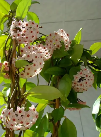 Хойя Карноза