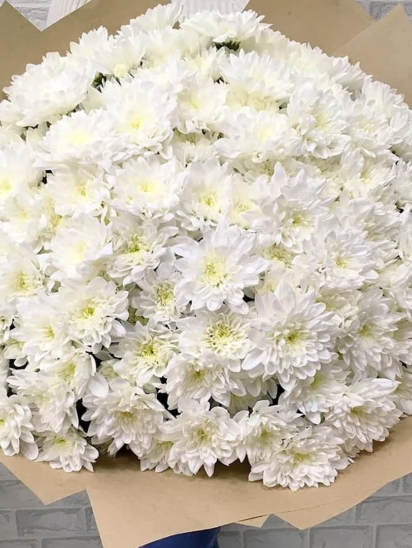 Хризантема кустовая Алтай белая