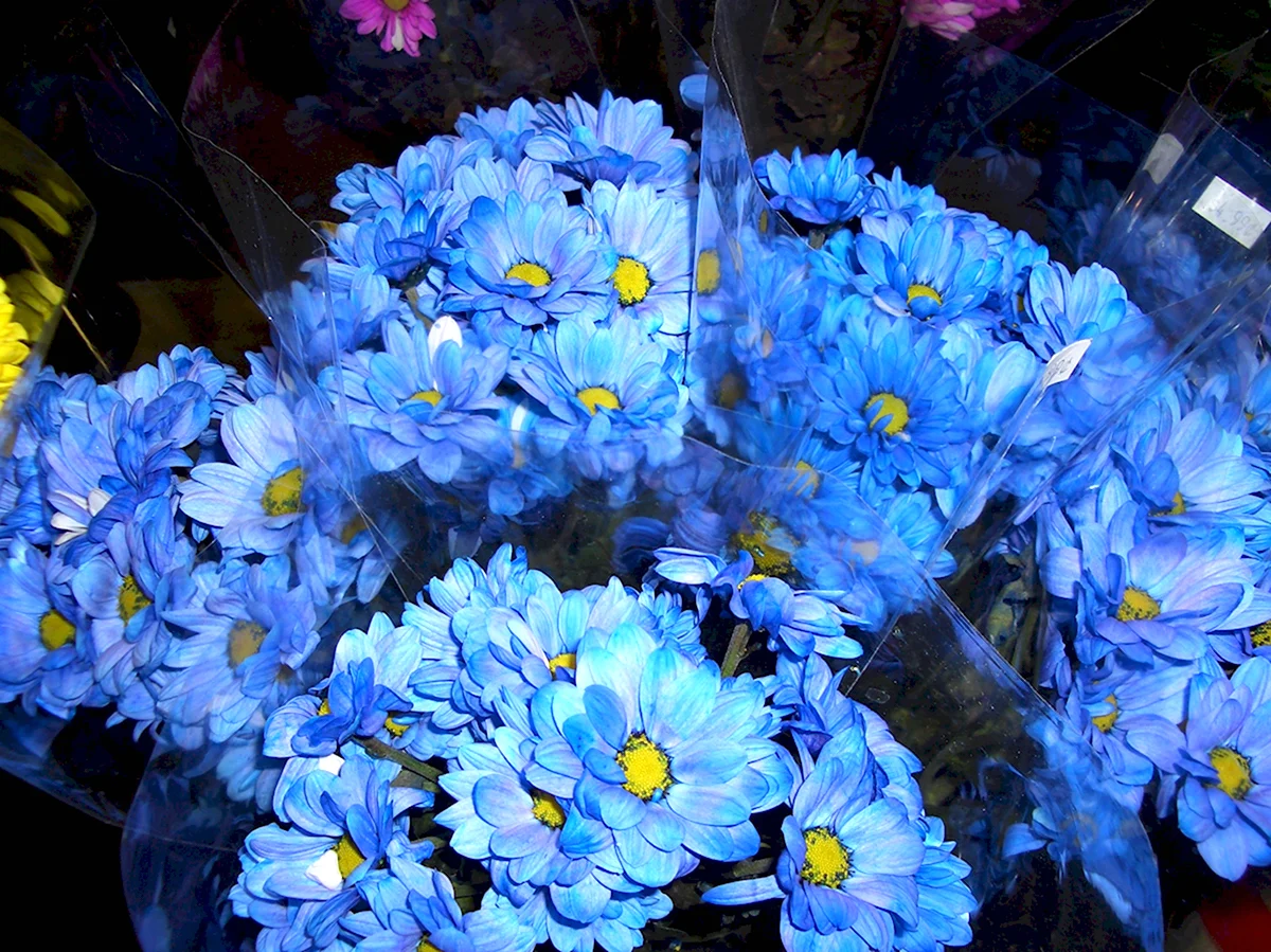 Хризантемы Ромашковые голубые