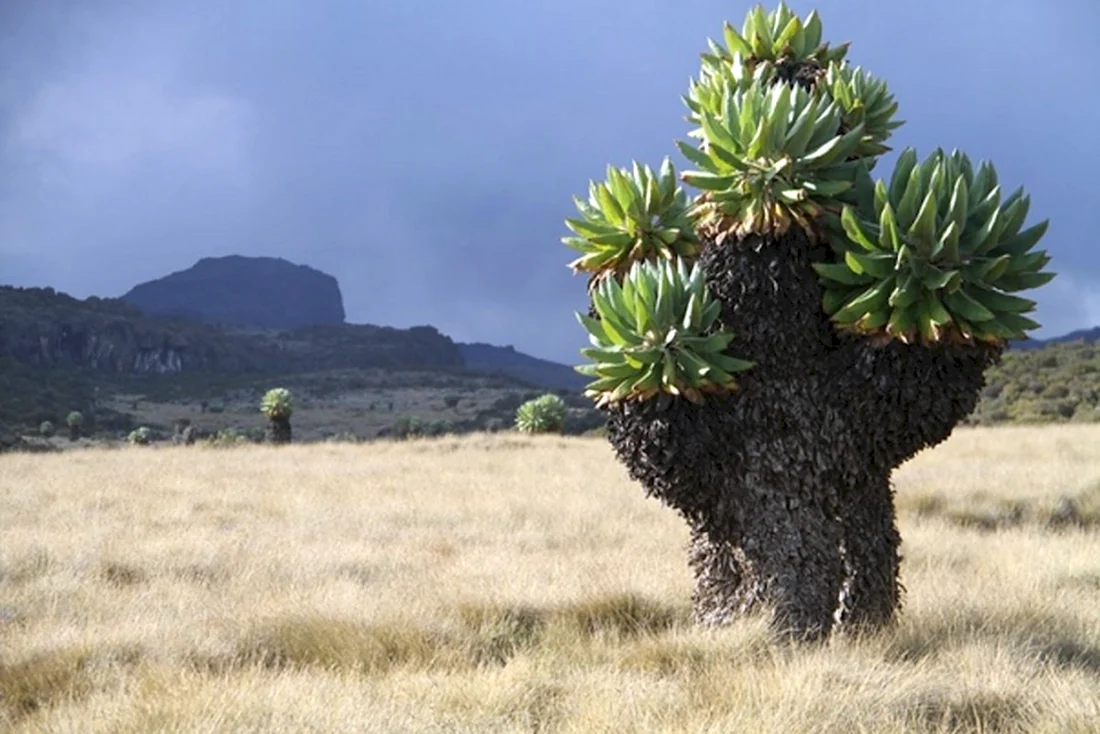 Килиманджаро гигантский крестовник