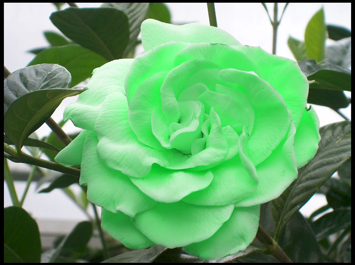 Китайская зеленая роза