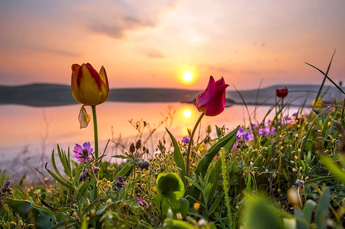 Кояшское озеро тюльпаны Дикие