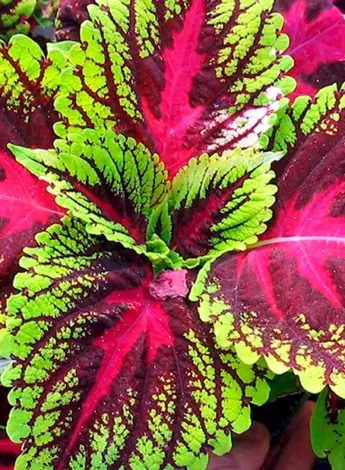 Колеус Red Croton