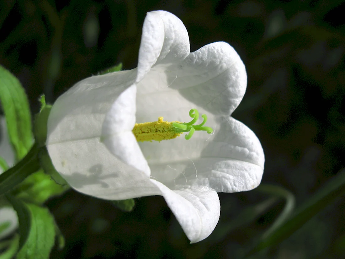 Колокольчик крупный белые цветы