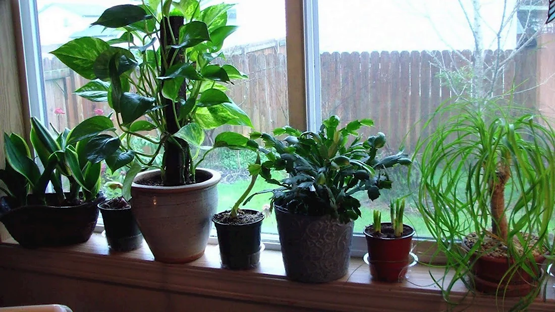 Комнатные растения без солнечного света