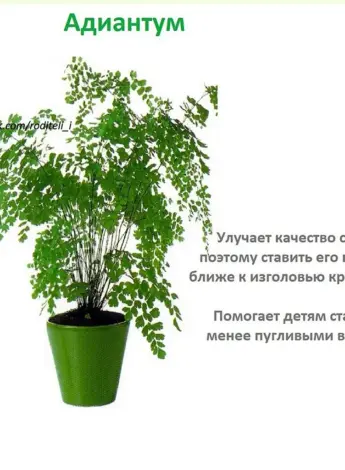 Комнатные растения для детской комнаты