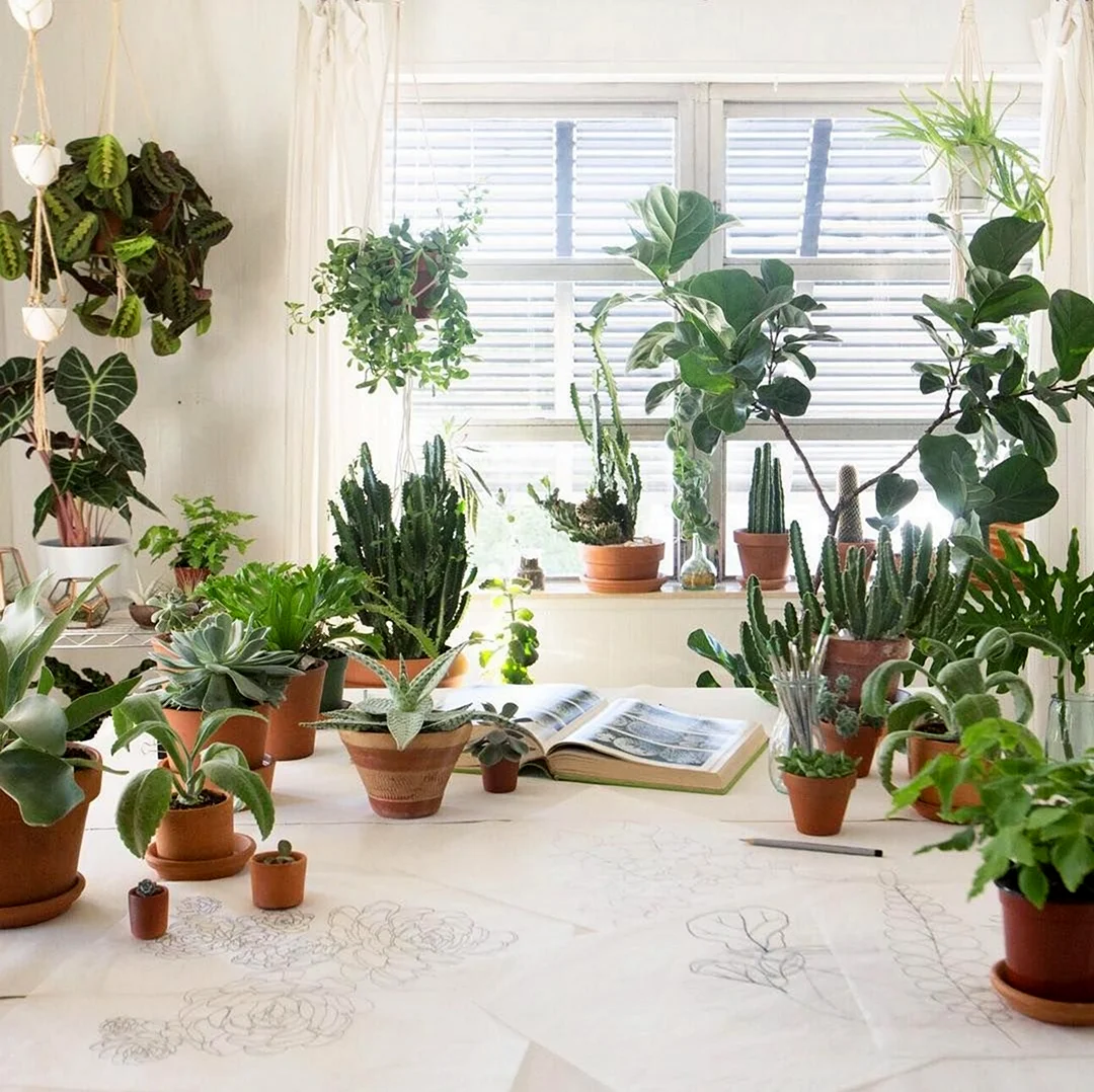Комнатные растения в доме