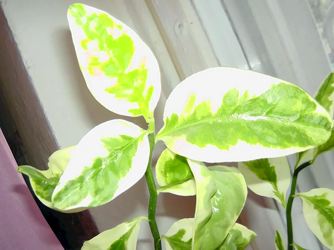 Комнатный цветок с зелено белыми листьями