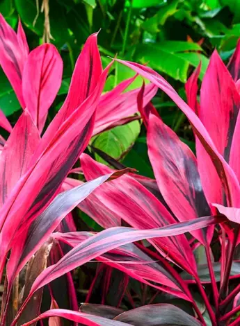 Кордилина красная Cordyline rubra