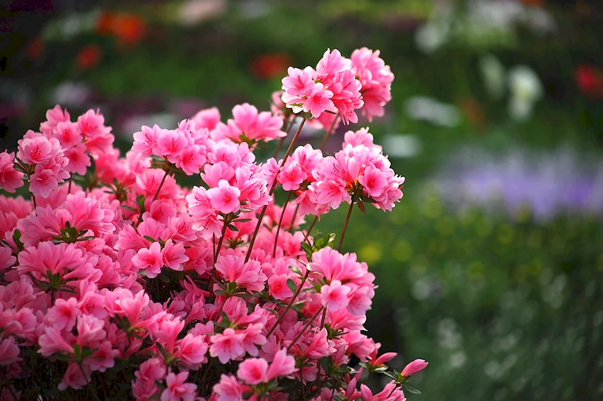 Корейские цветы