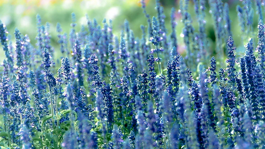 Кормовая культура с голубыми цветочками