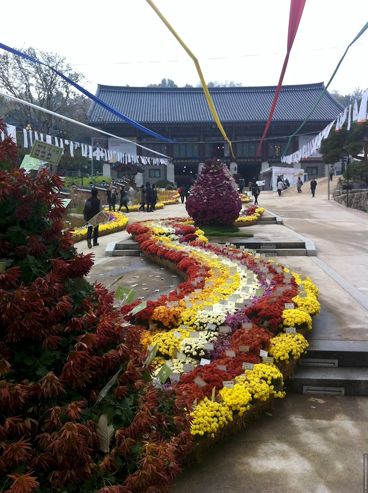 Красивые растения в Корее