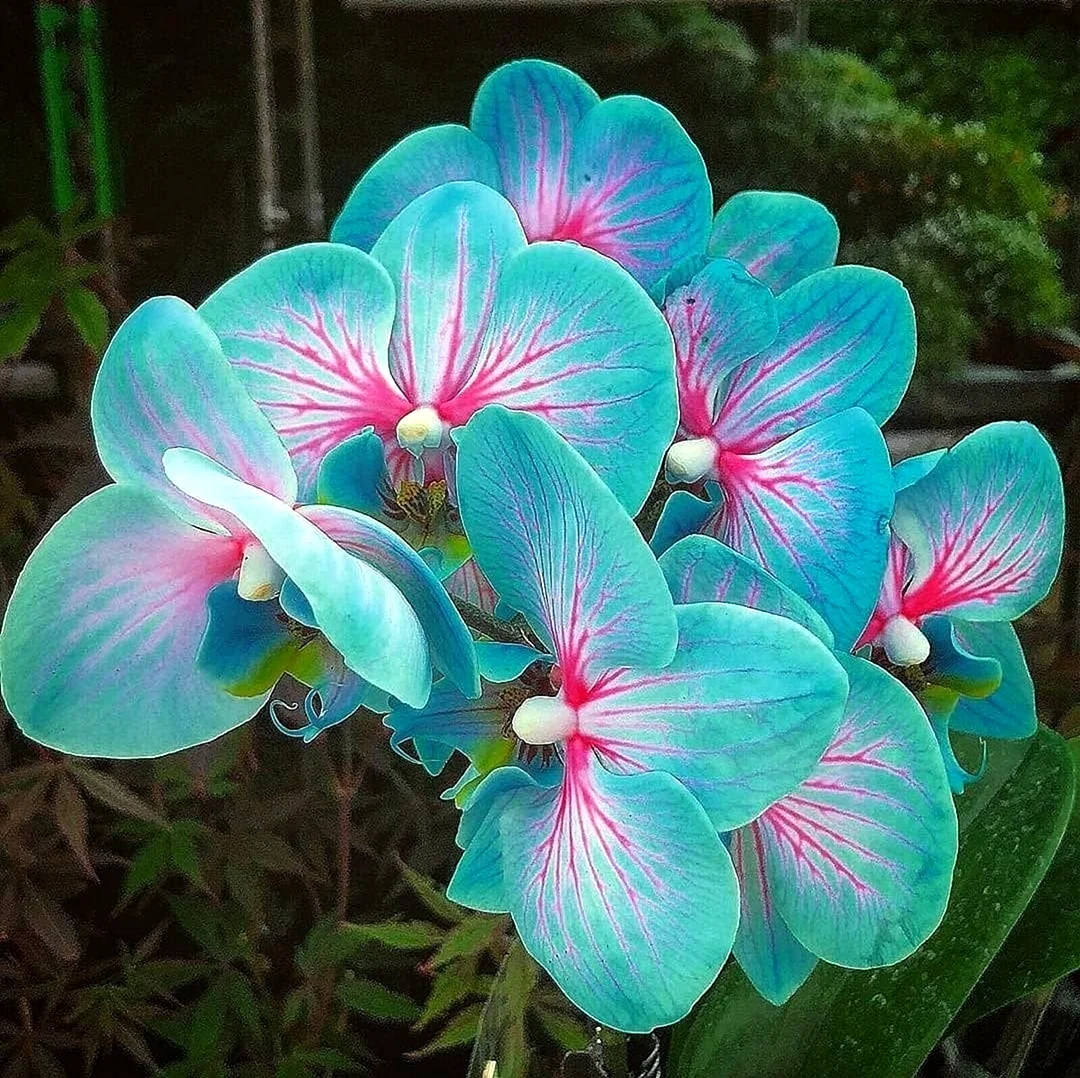 Красивые тропические цветы