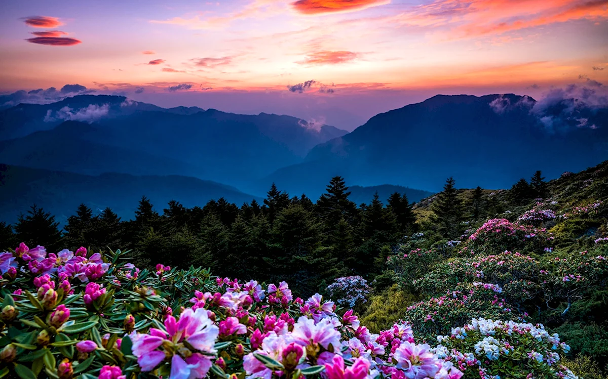 Красивые цветы в горах