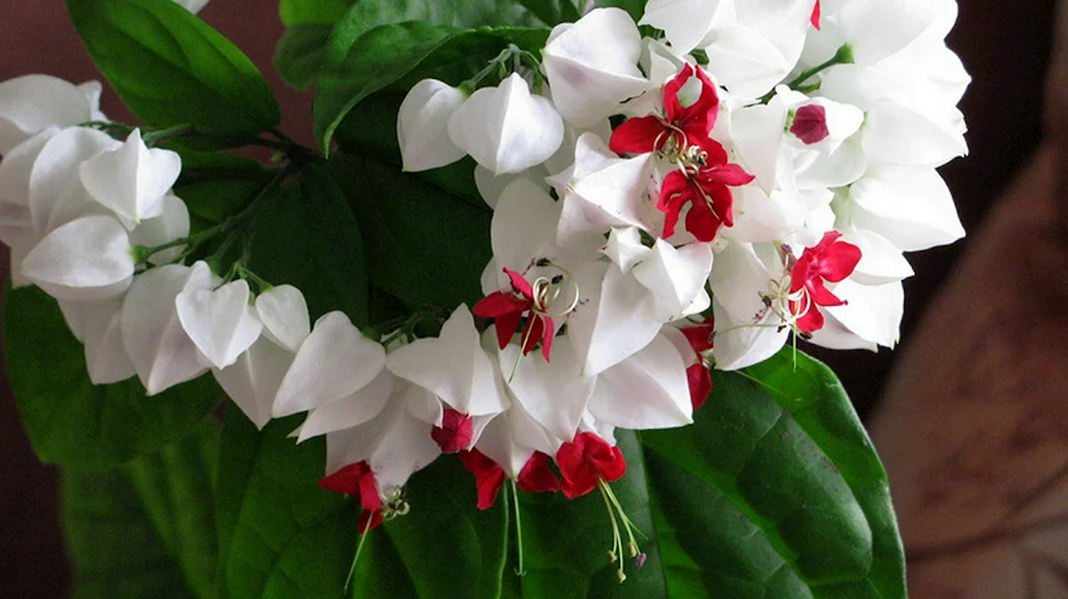 Красно белые цветы