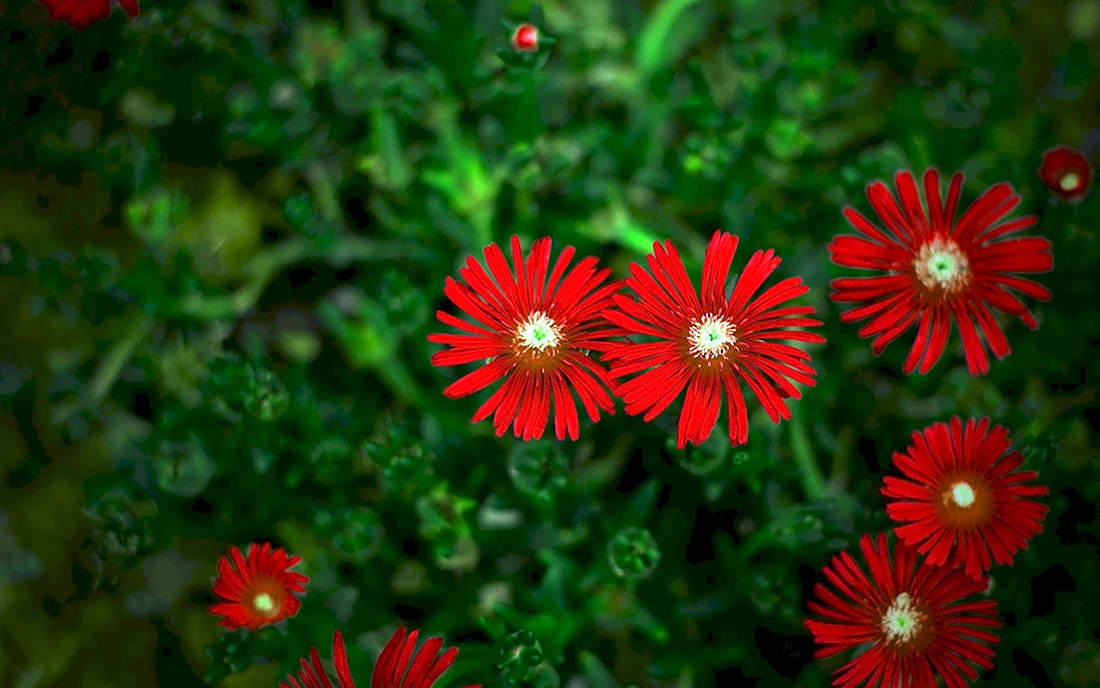 Красно зеленый цветок
