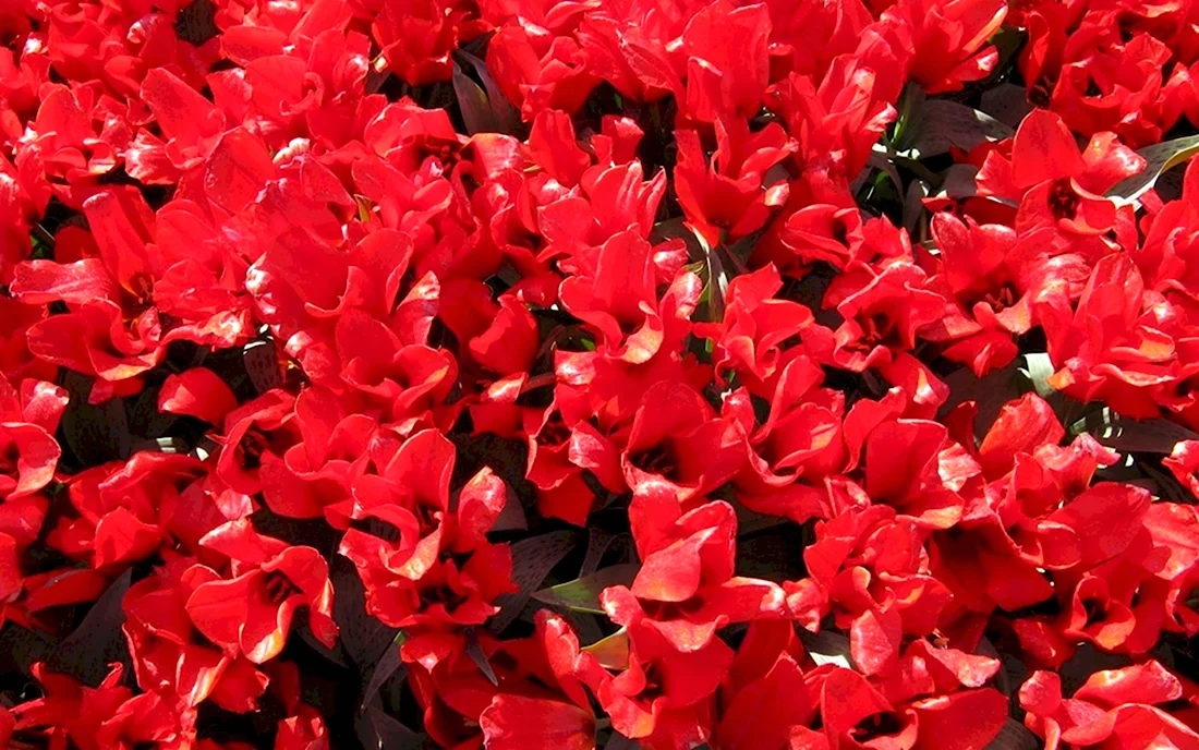 Красные клумбовые цветы