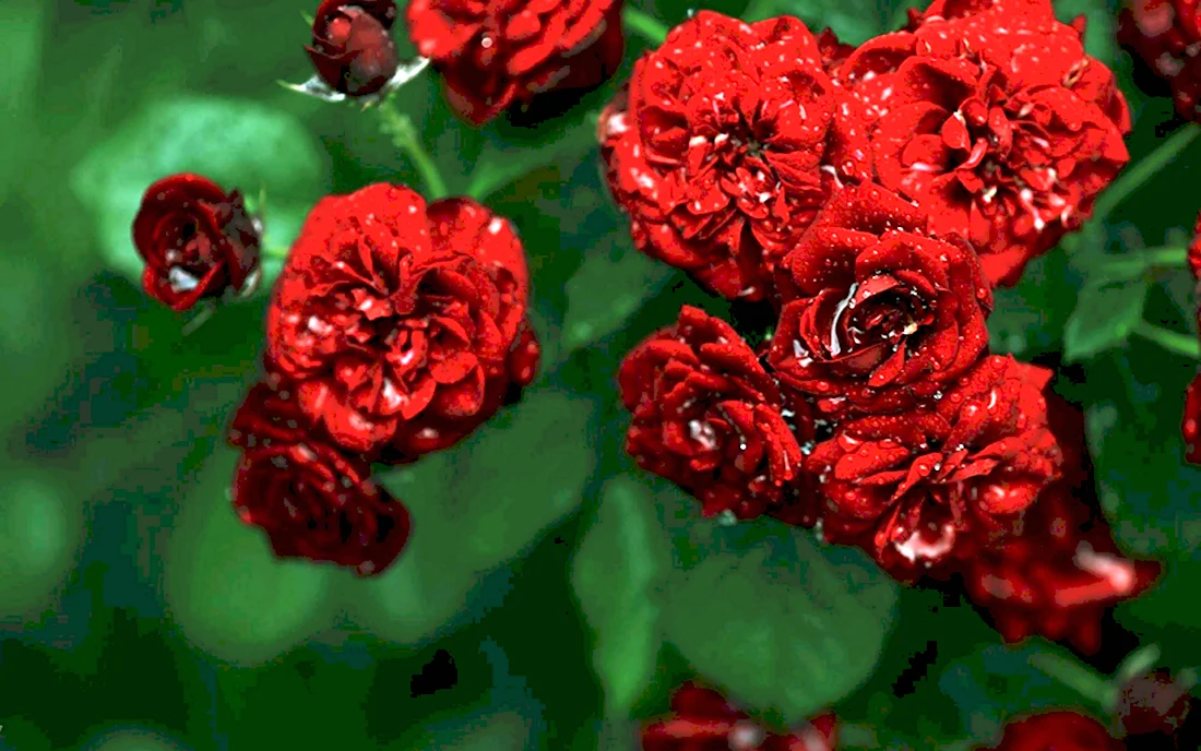 Красные пионы и розы