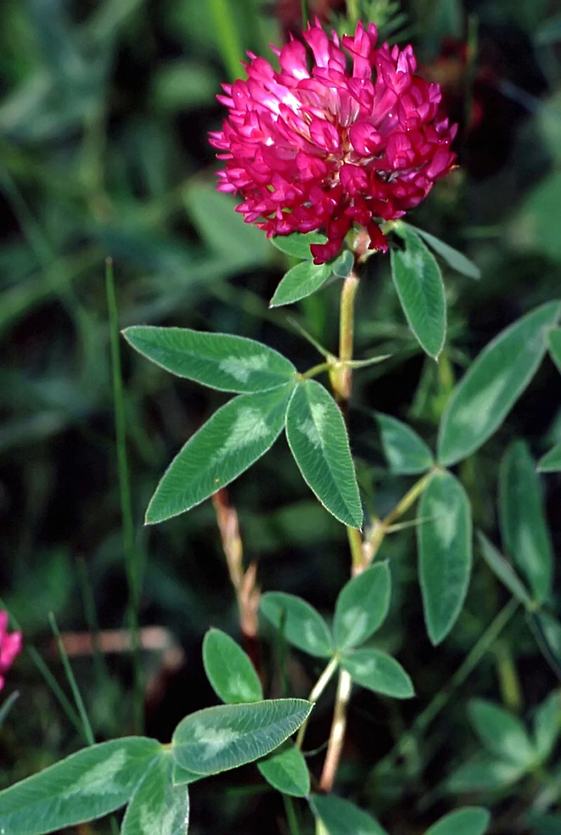Красный Клевер Trifolium pratense
