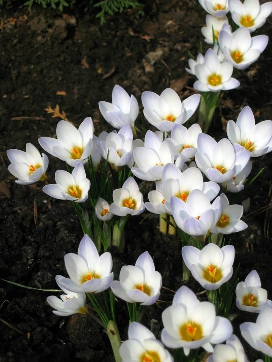 Крокус белый цветок фото садовый
