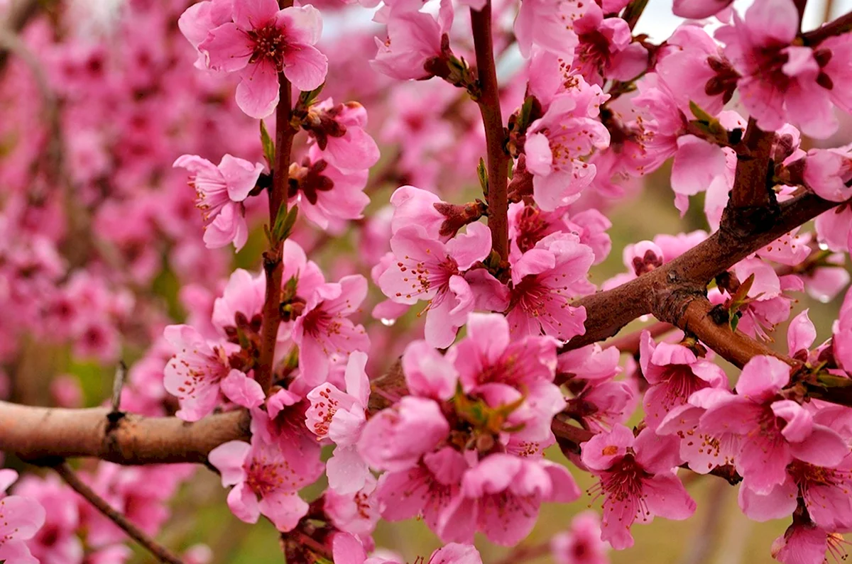 Крымский персик цветет