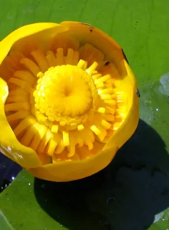 Кубышка Nuphar