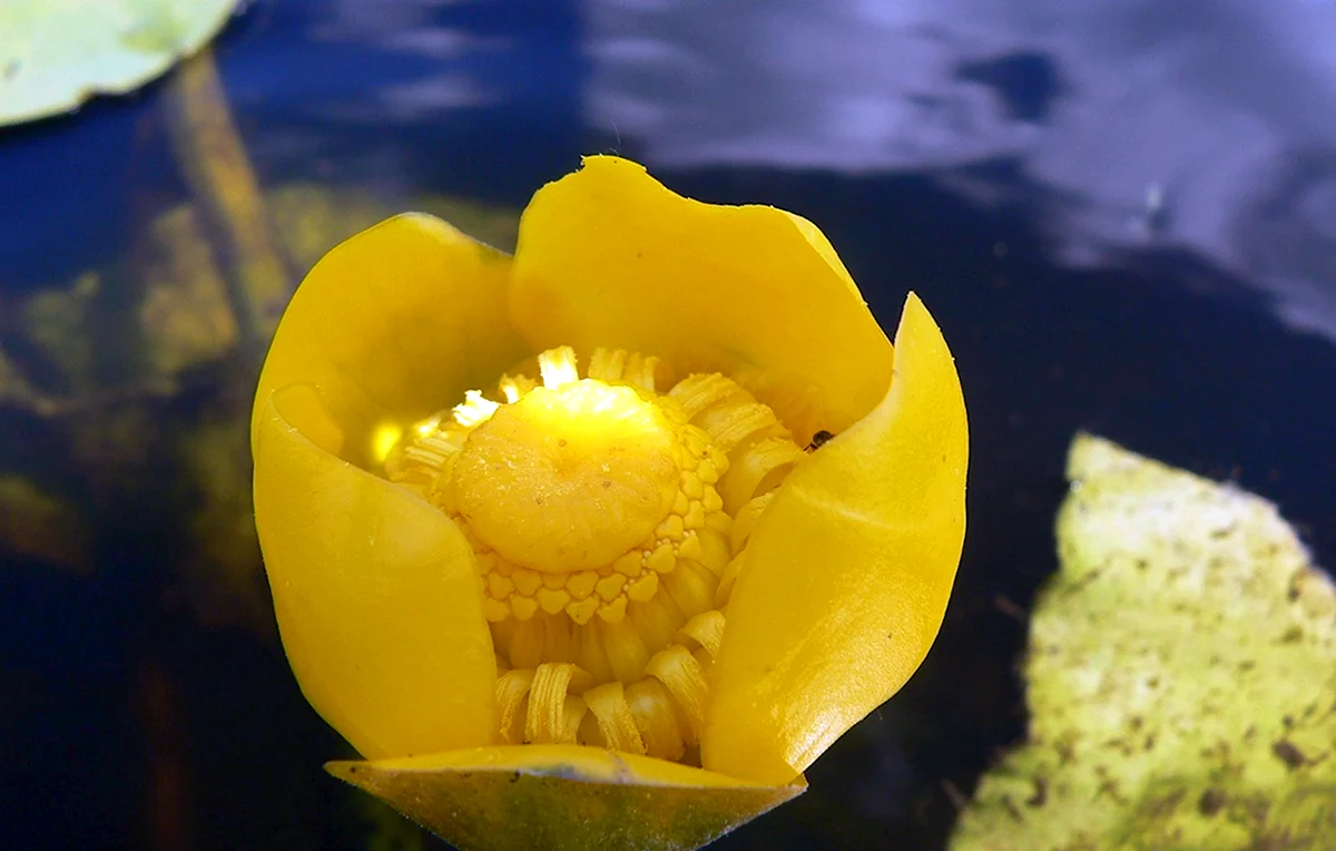 Кубышка желтая водяная Лилия