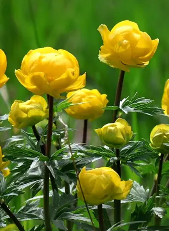 Купальница европейская Trollius europaeus