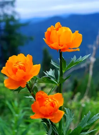 Купальница Сибирская