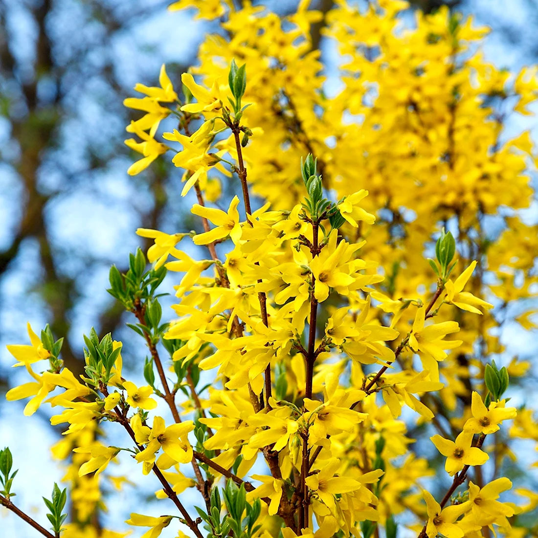 Куст с желтыми цветами весной форзиция