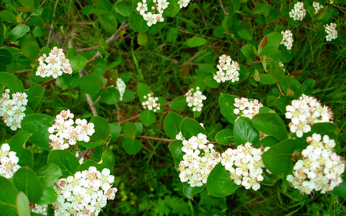 Кустарник с мелкими листьями и белыми цветами
