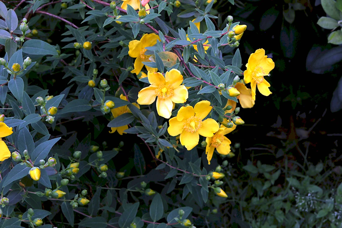 Кустик цветет желтыми цветочками