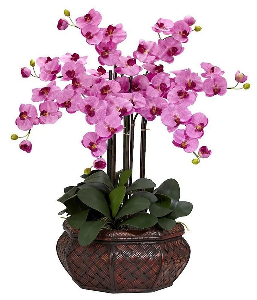 Кустовая Орхидея фаленопсис