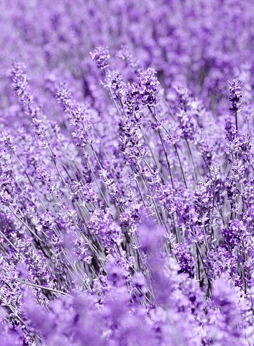 Лаванда Lavender aesthetic