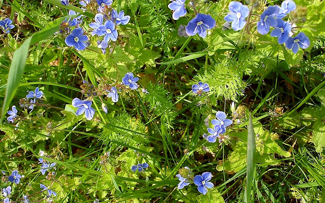 Лечебная трава синенькие цветочки