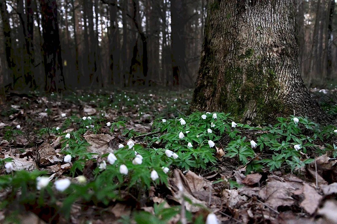 Лес из белые цветы