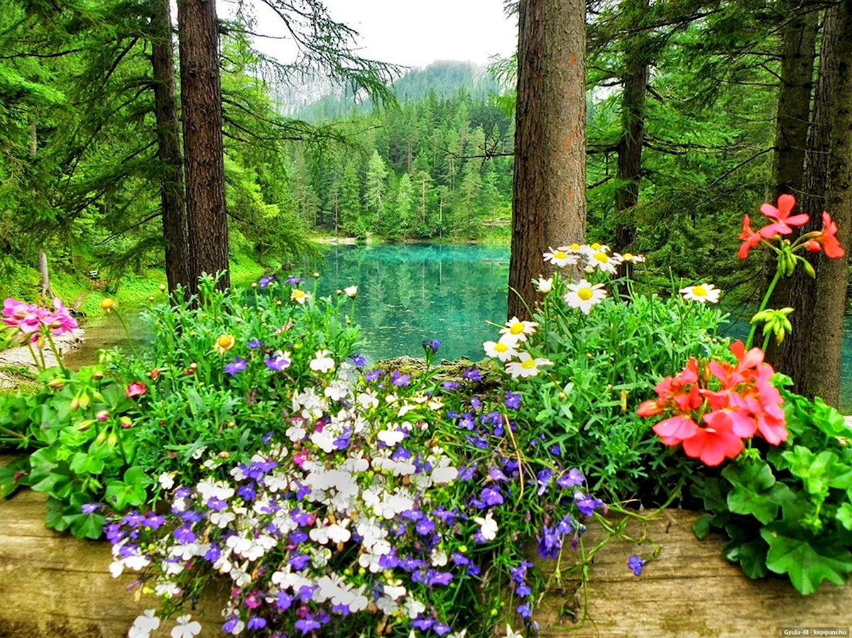 Лес река цветы