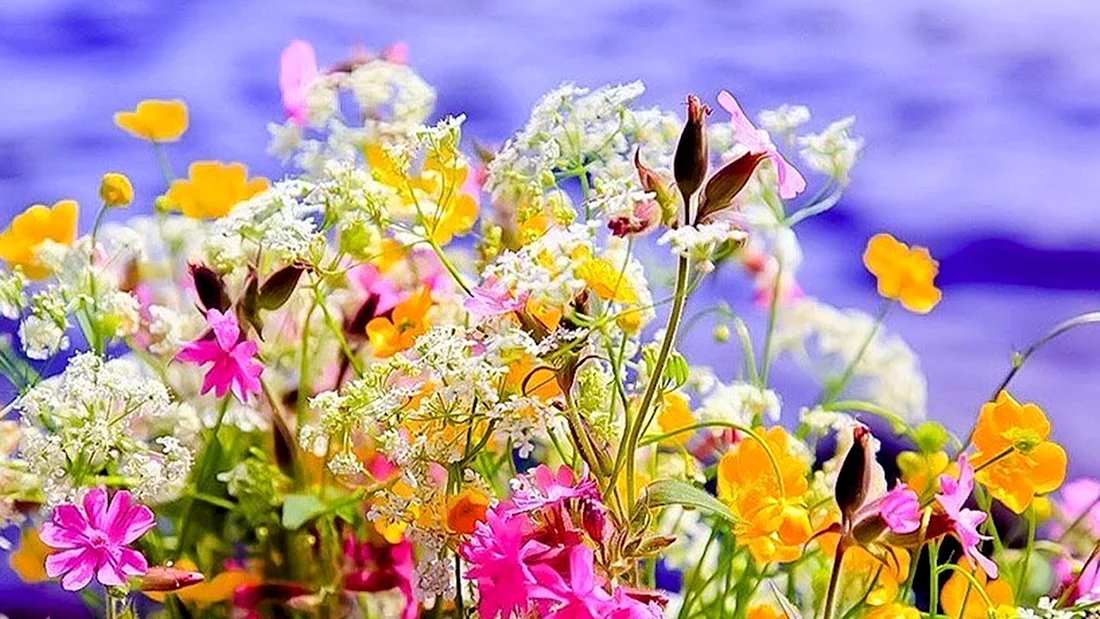 Летние цветы