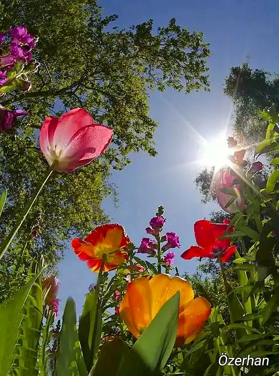 Лето солнце цветы
