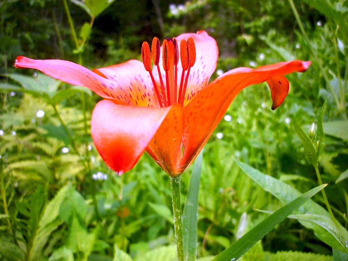 Лилия растения Приморский край
