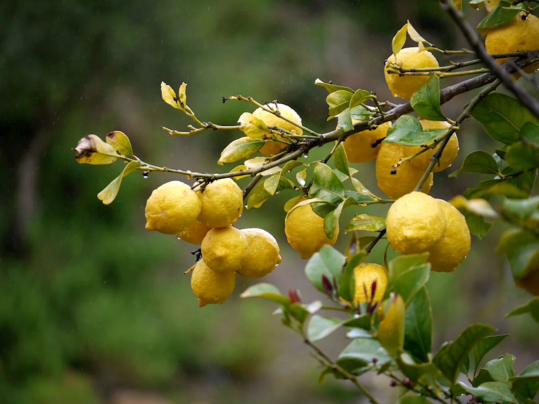 Лимонник айва