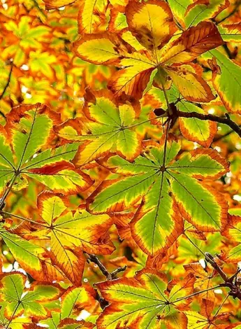 Листья каштана осенью
