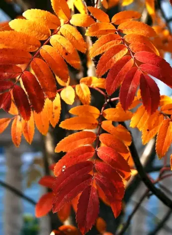 Листья рябины листья рябины