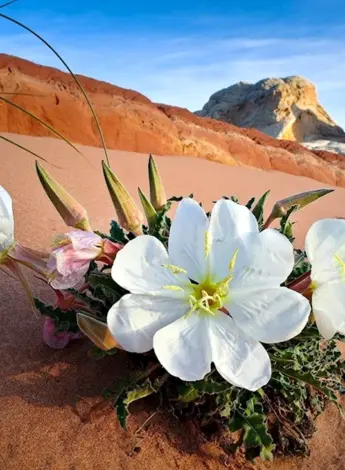 Лотус цветок пустыни