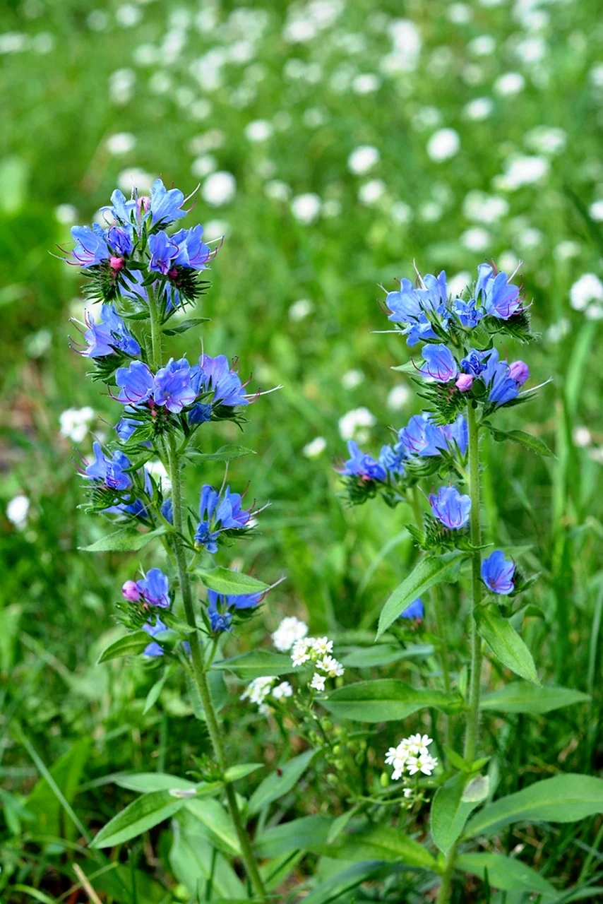 Луговые синенькие цветы