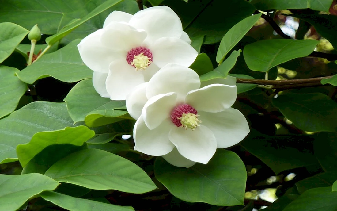 Магнолия Луизиана цветок