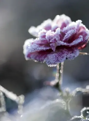 Макросъемка цветы зимой