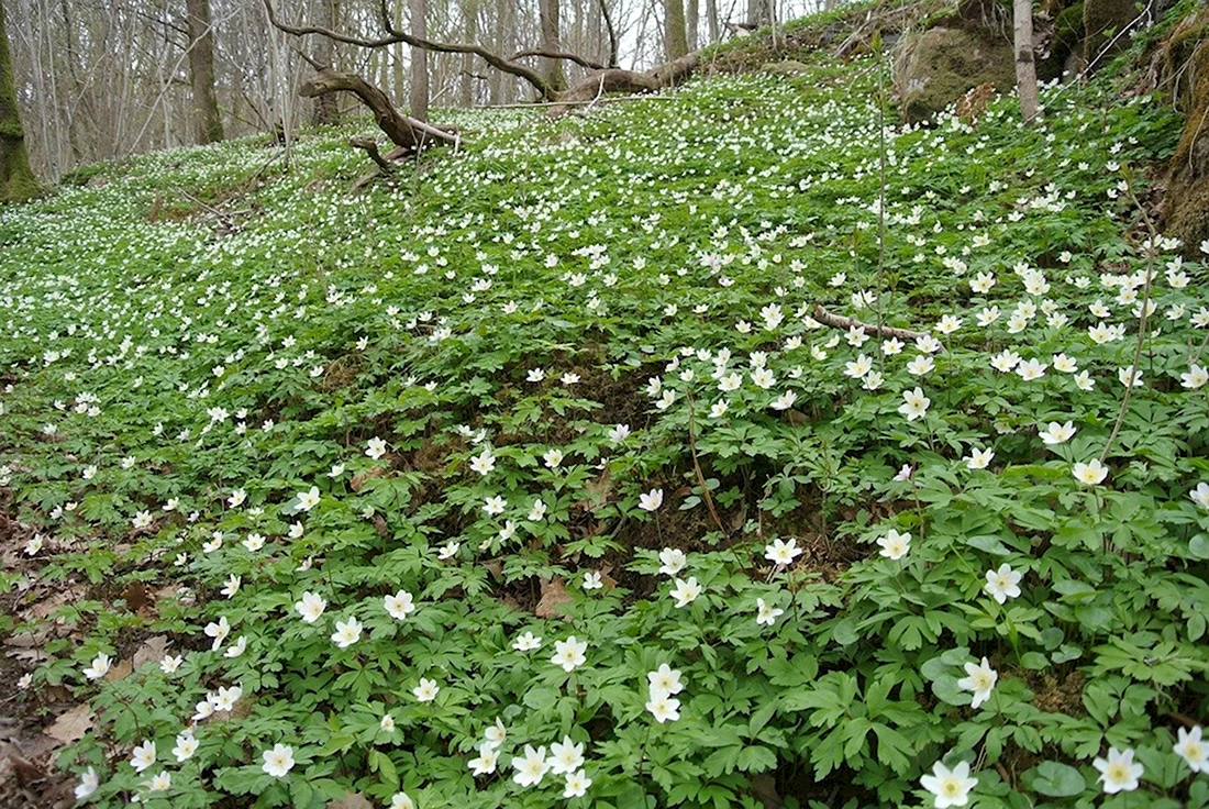 Маленькие беленькие цветочки в лесу